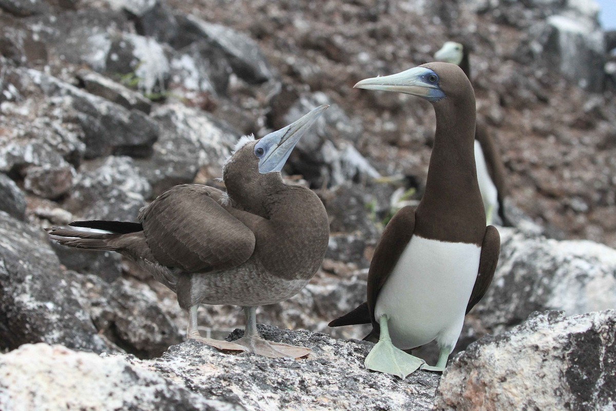 Brown Booby (Forster's) - ML634936397