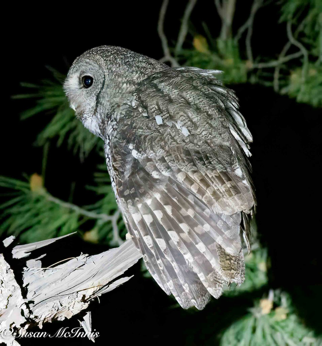 Maghreb Owl - ML634936502