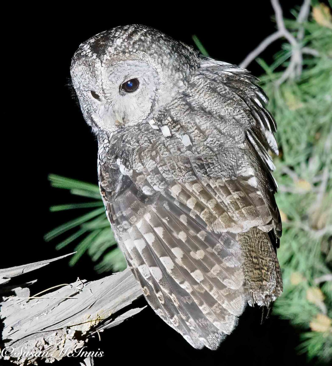 Maghreb Owl - ML634936544