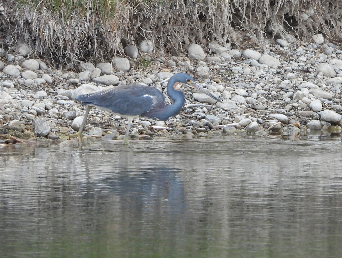 Tricolored Heron - ML634936610