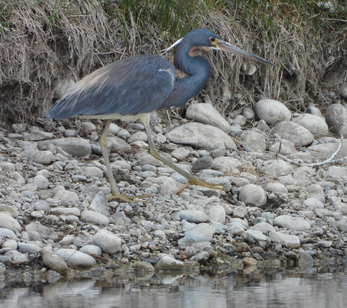 Tricolored Heron - ML634936616