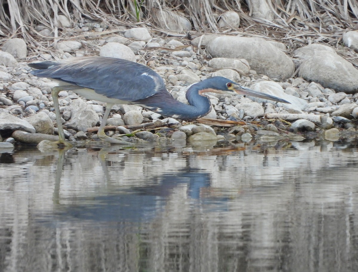 Tricolored Heron - ML634936628