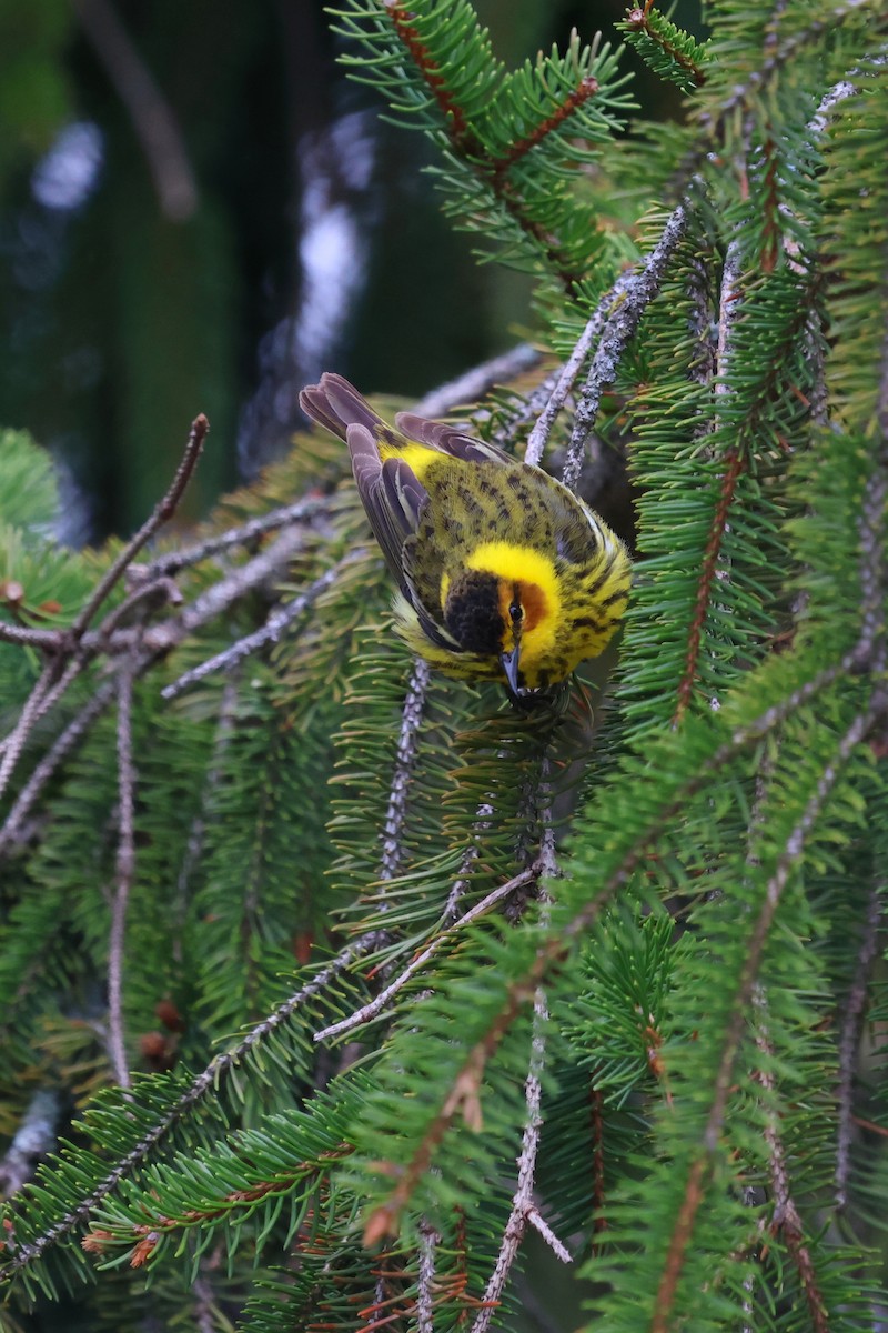 Cape May Warbler - ML634936949
