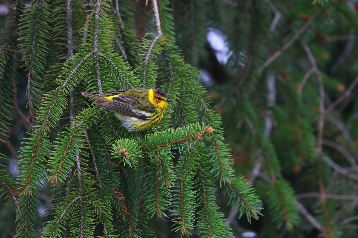 Cape May Warbler - ML634936951
