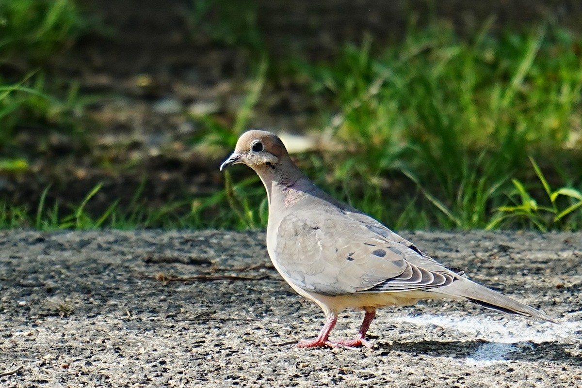 Mourning Dove - ML634936981