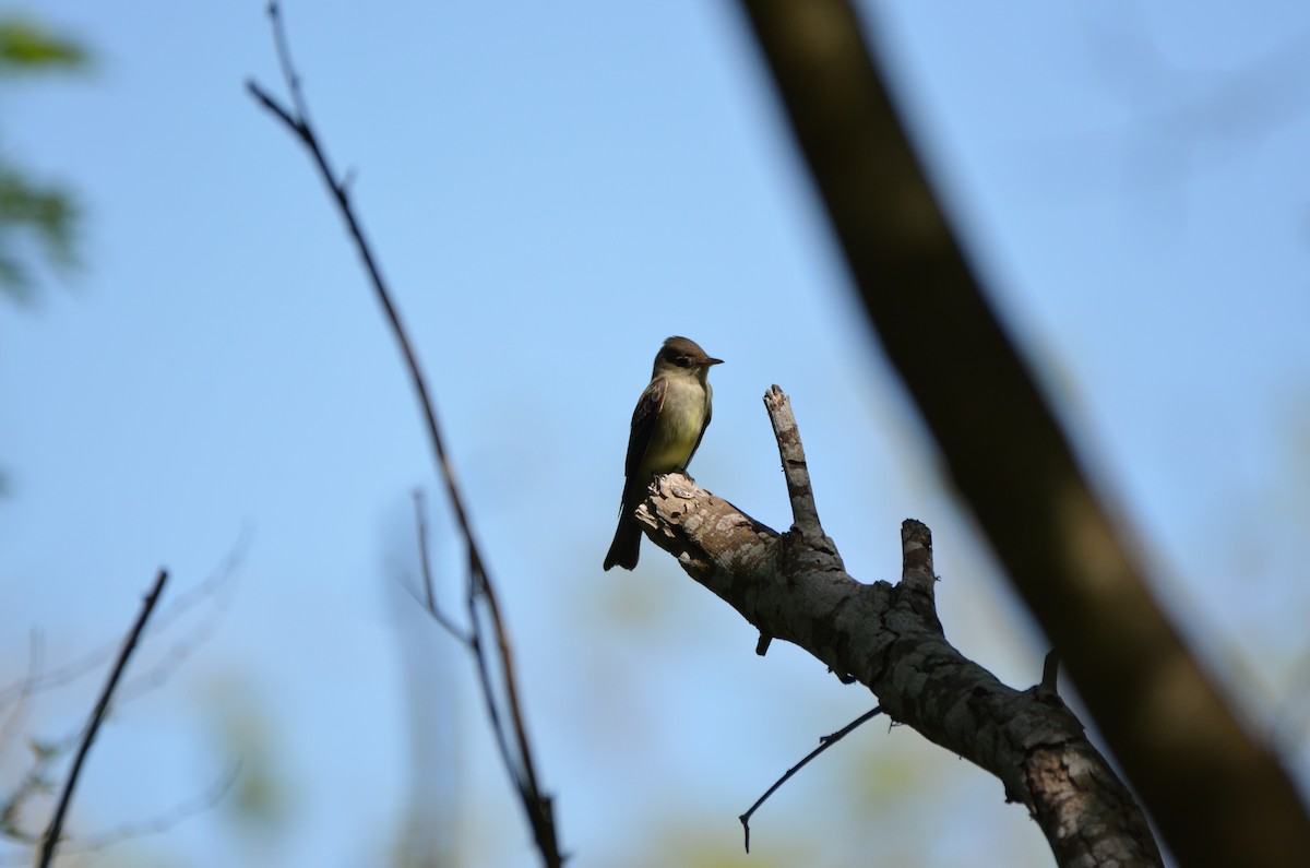 Eastern Wood-Pewee - ML634937198