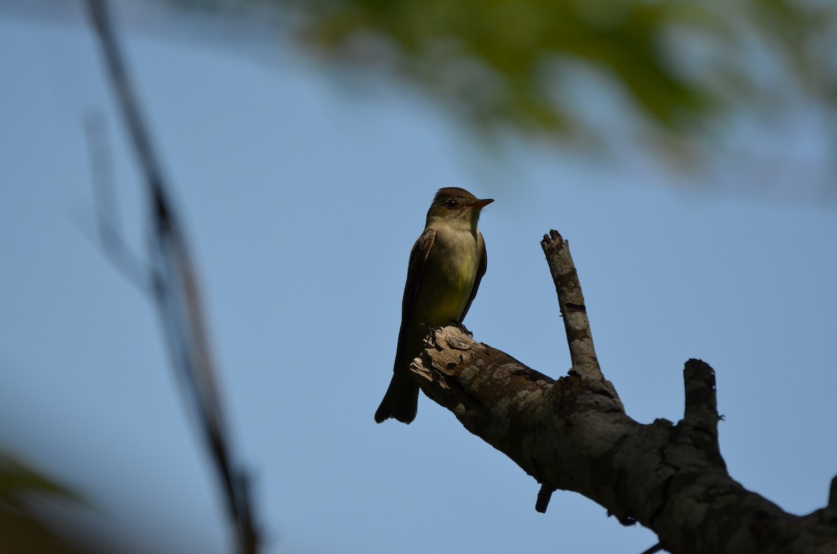 Eastern Wood-Pewee - ML634937199