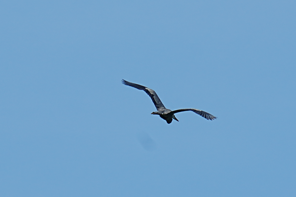 Great Blue Heron - ML634937227