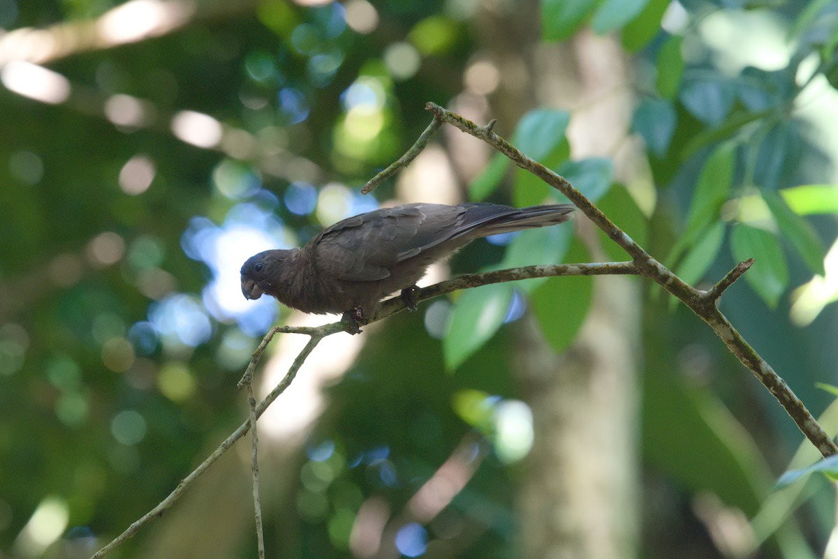 Seychelles Parrot - ML634937267