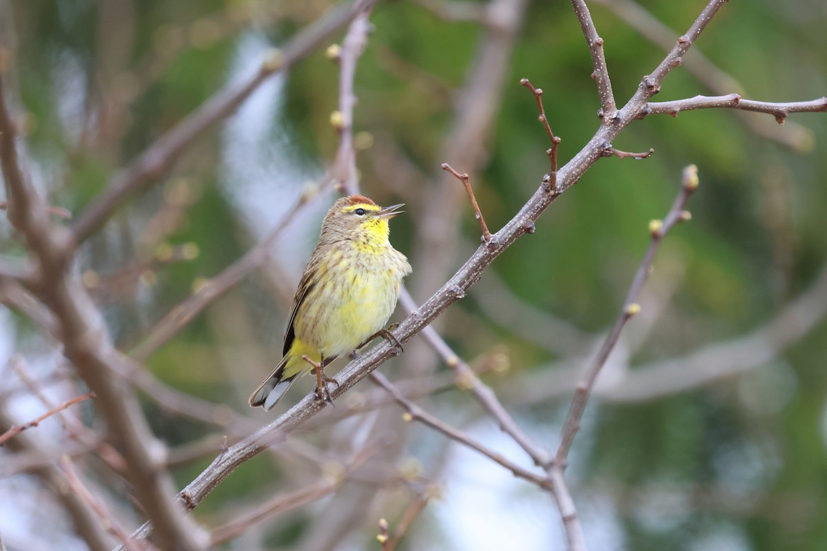Palm Warbler - ML634937305