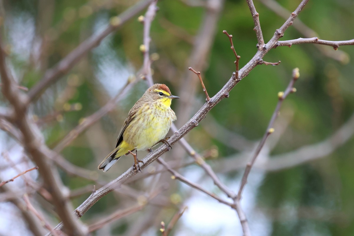 Palm Warbler - ML634937306