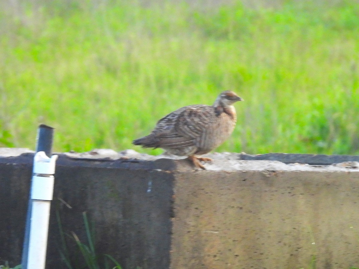 tetřívek prériový (ssp. attwateri) - ML634937347