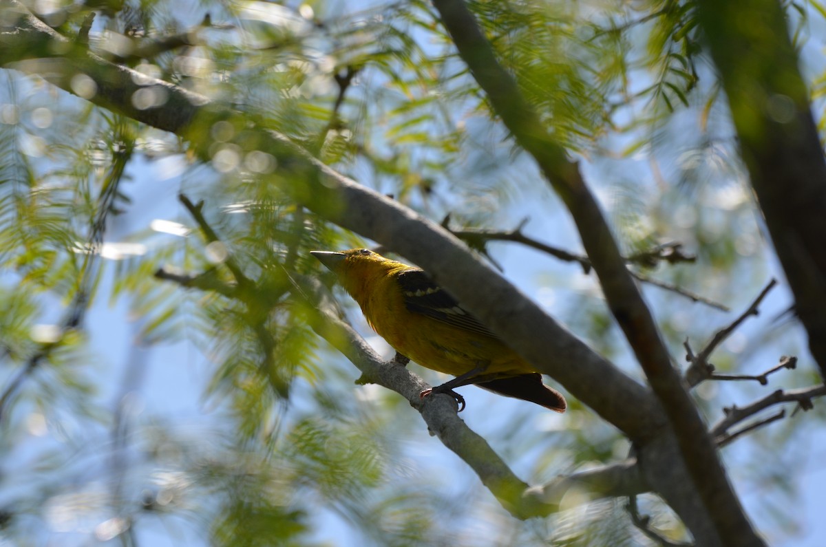 Flame-colored Tanager - ML634937381