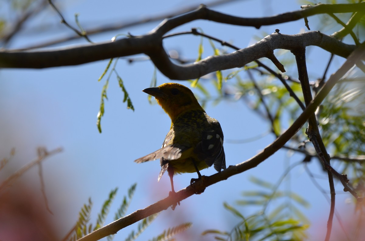 Flame-colored Tanager - ML634937382