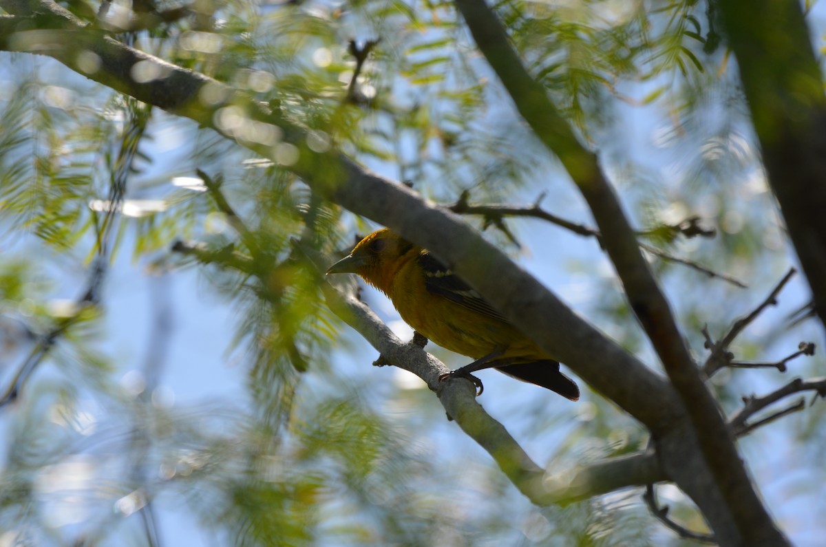 Flame-colored Tanager - ML634937385