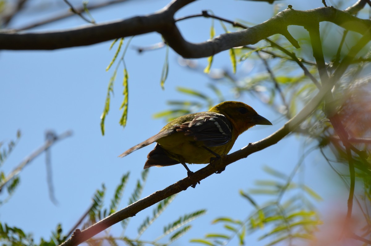 Flame-colored Tanager - ML634937386