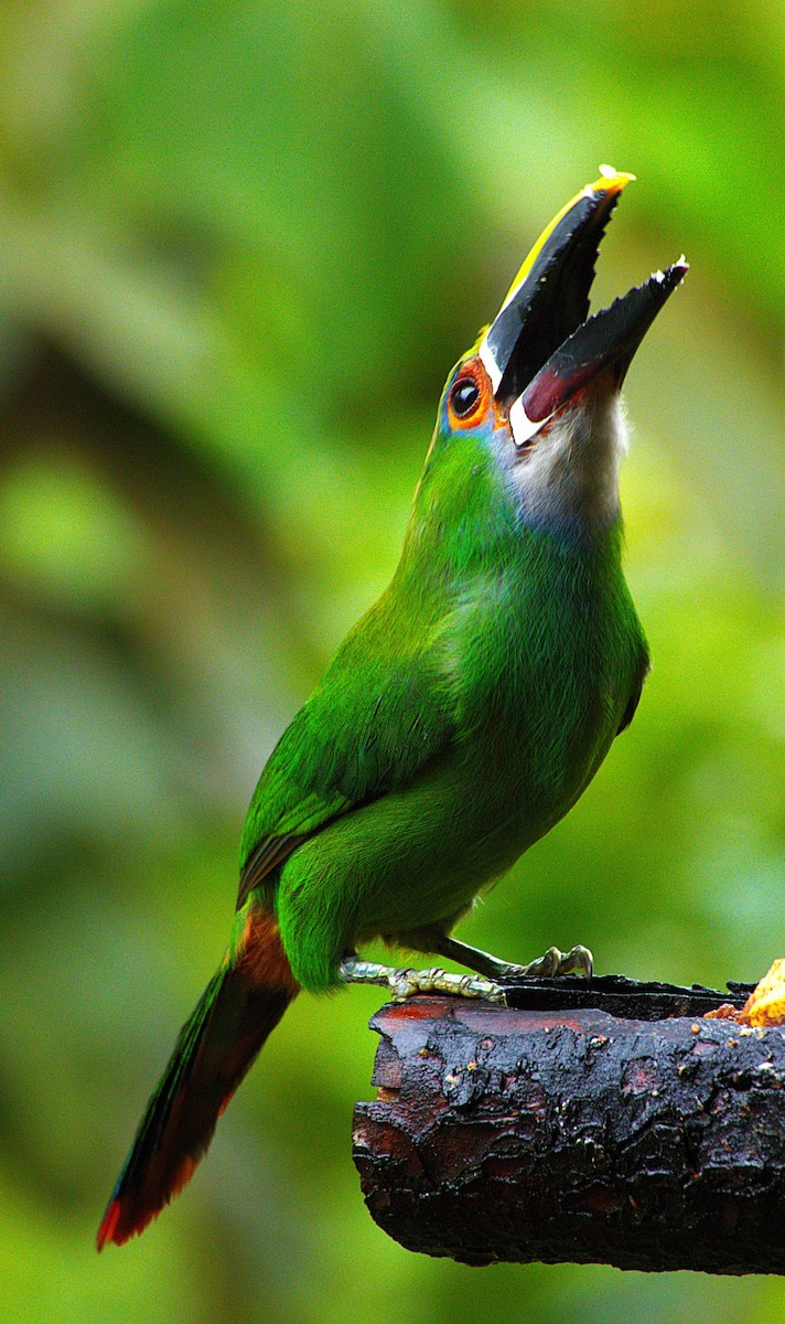 Southern Emerald-Toucanet - ML634937573