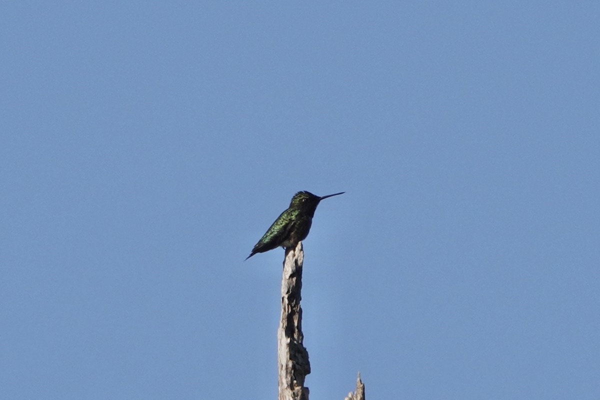 Ruby-throated Hummingbird - ML634937713