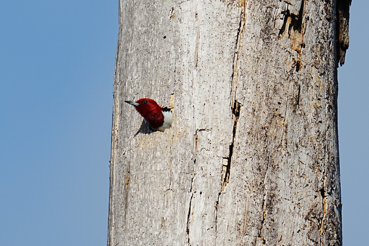 Red-headed Woodpecker - ML634937716