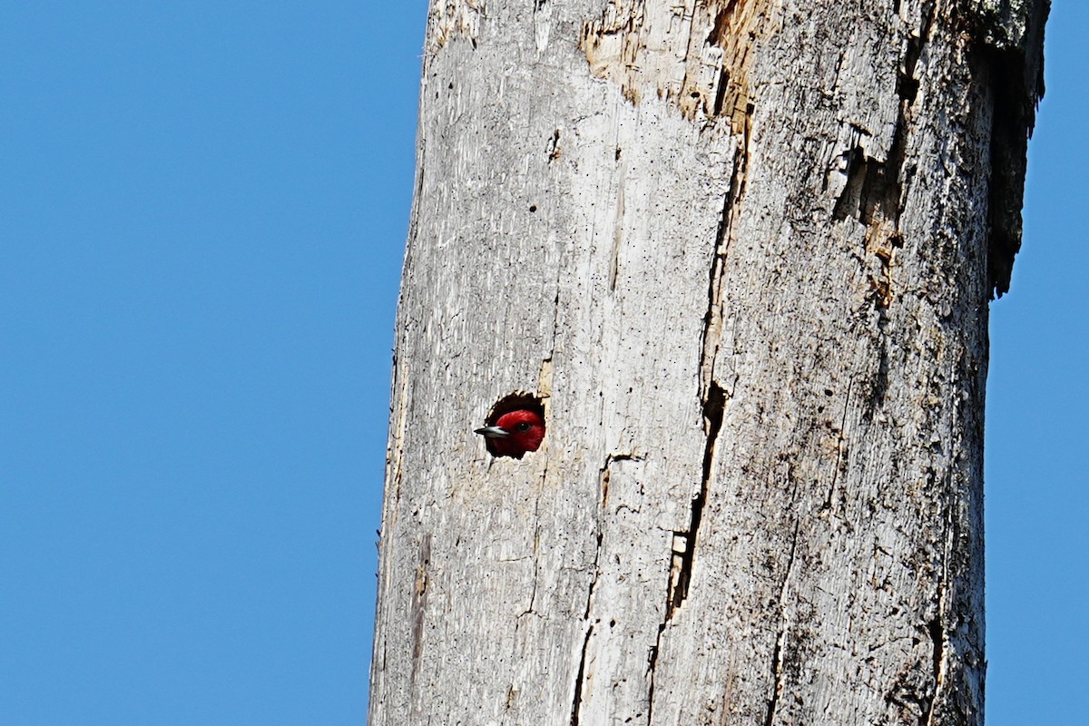Red-headed Woodpecker - ML634937717