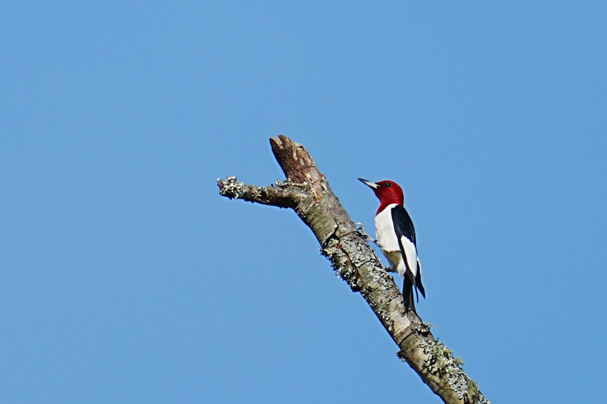 Red-headed Woodpecker - ML634937718