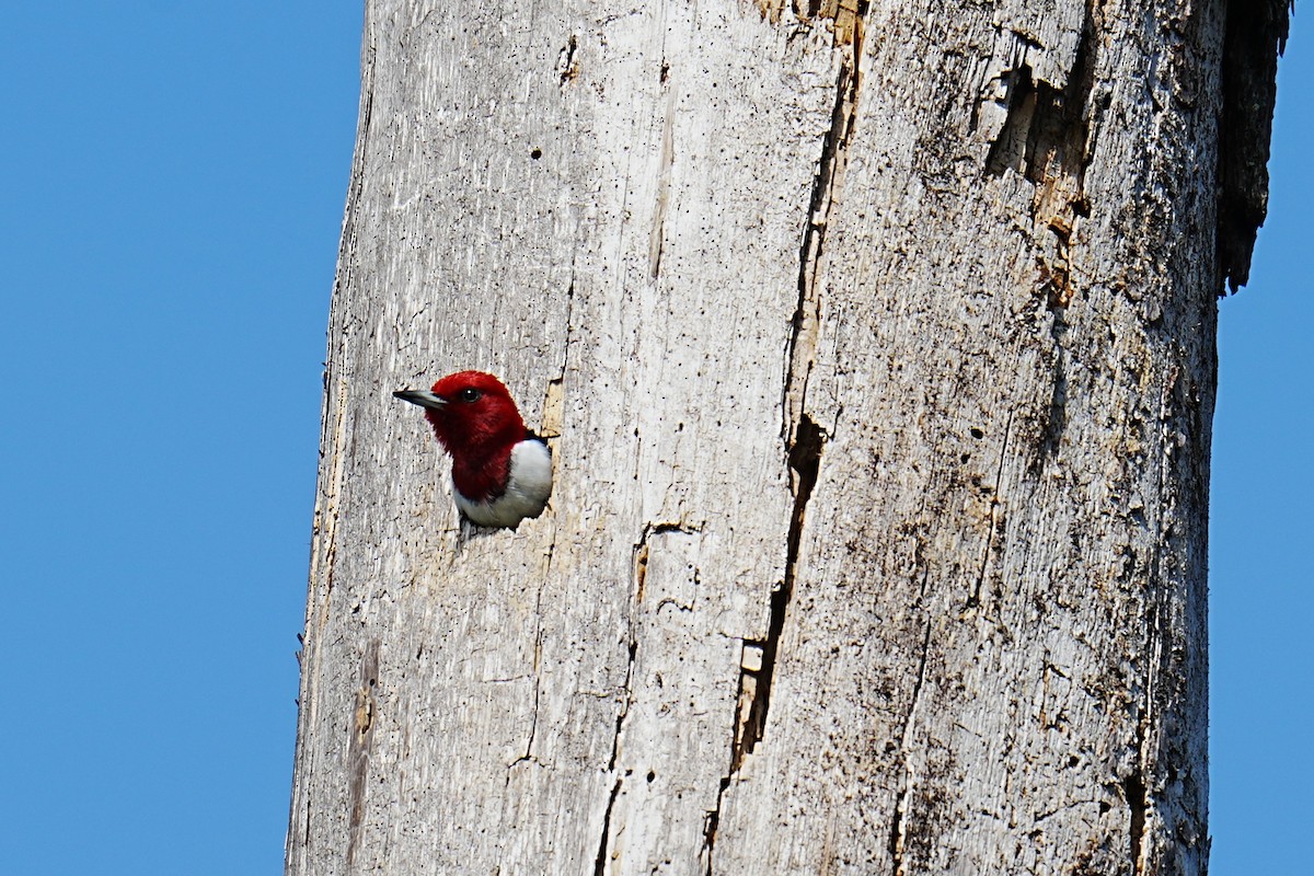 Red-headed Woodpecker - ML634937754