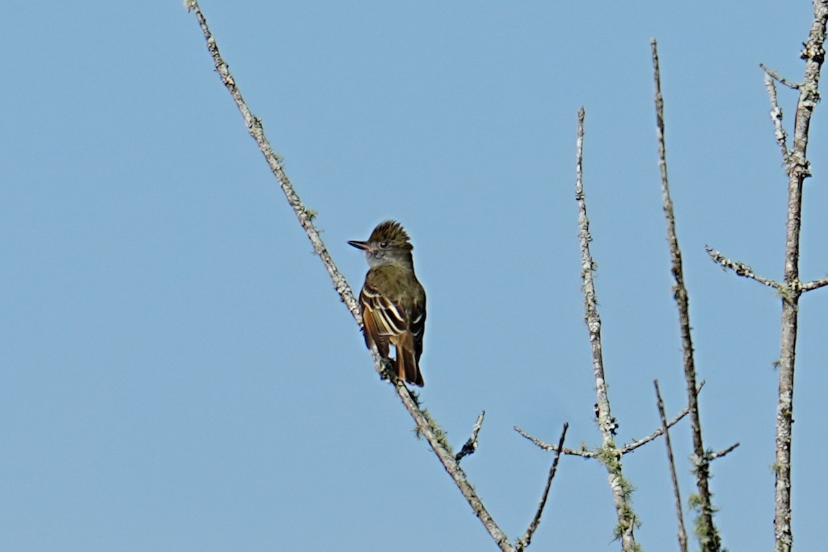 Great Crested Flycatcher - ML634937836
