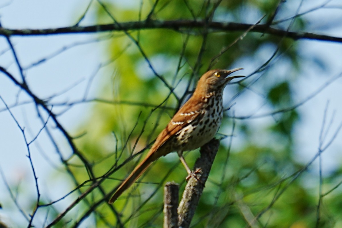 Brown Thrasher - ML634937899