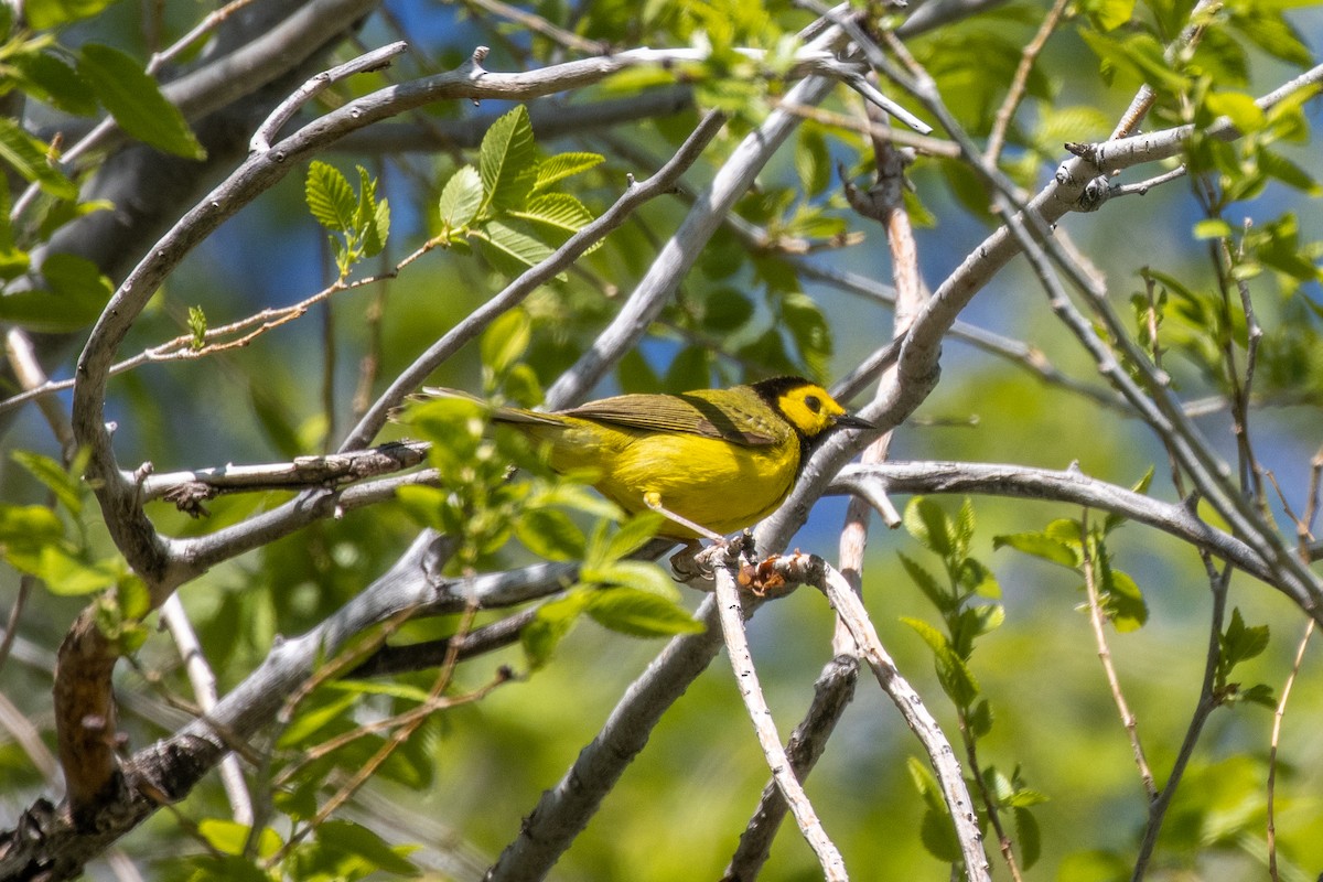 Hooded Warbler - ML634937902
