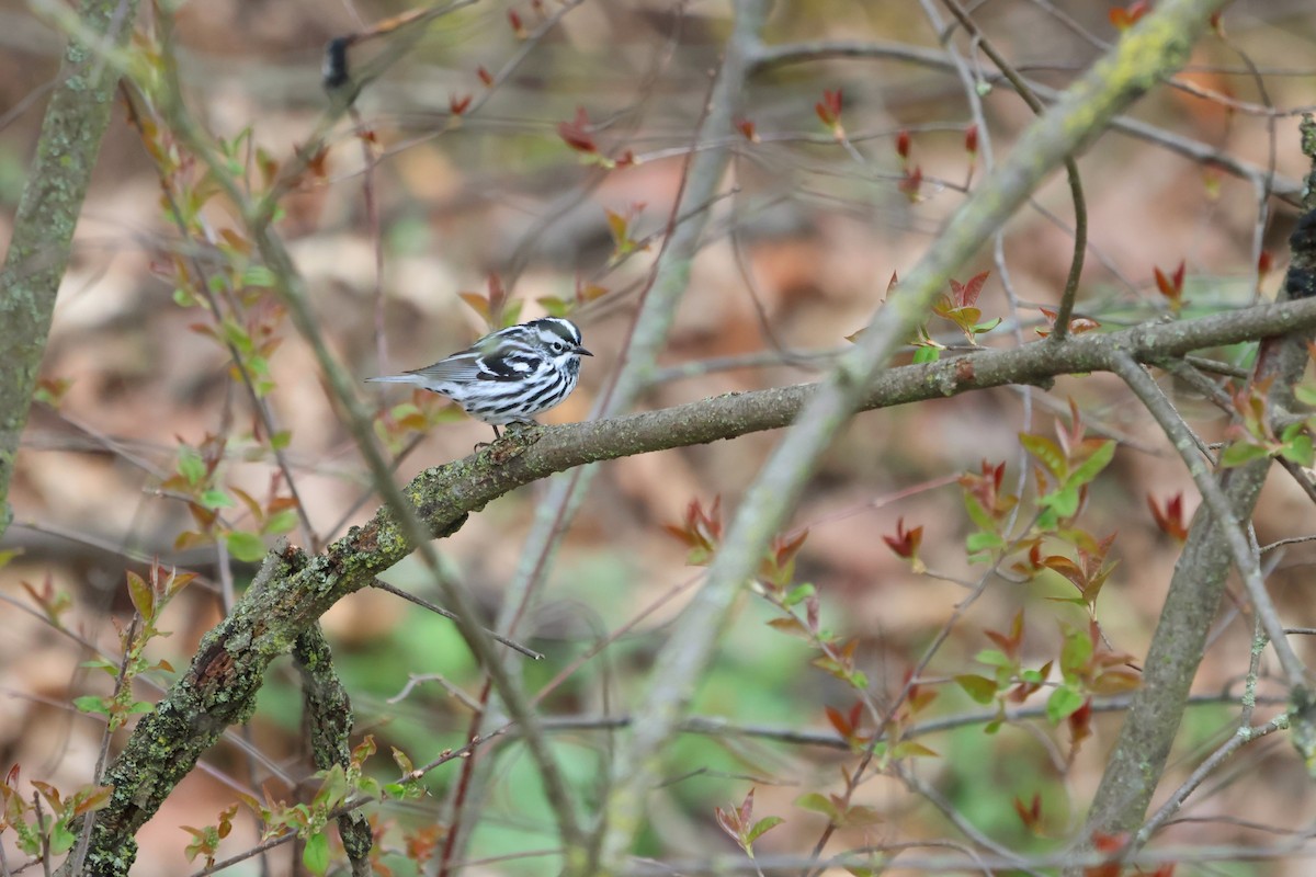 Black-and-white Warbler - ML634937910