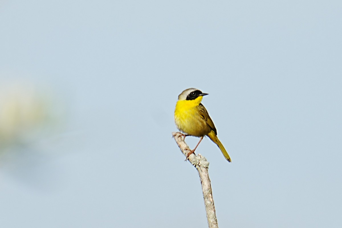 Common Yellowthroat - ML634937986