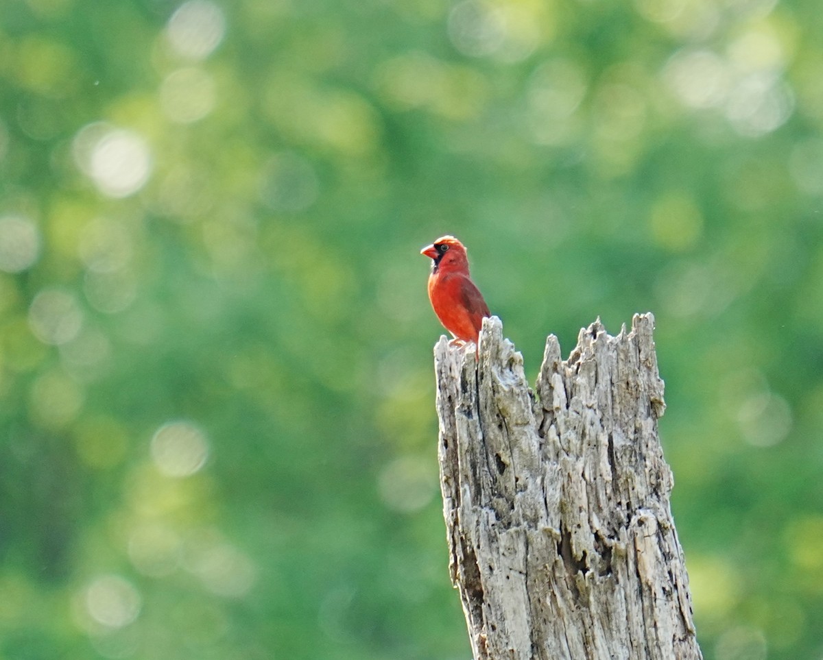 Northern Cardinal - ML634938004