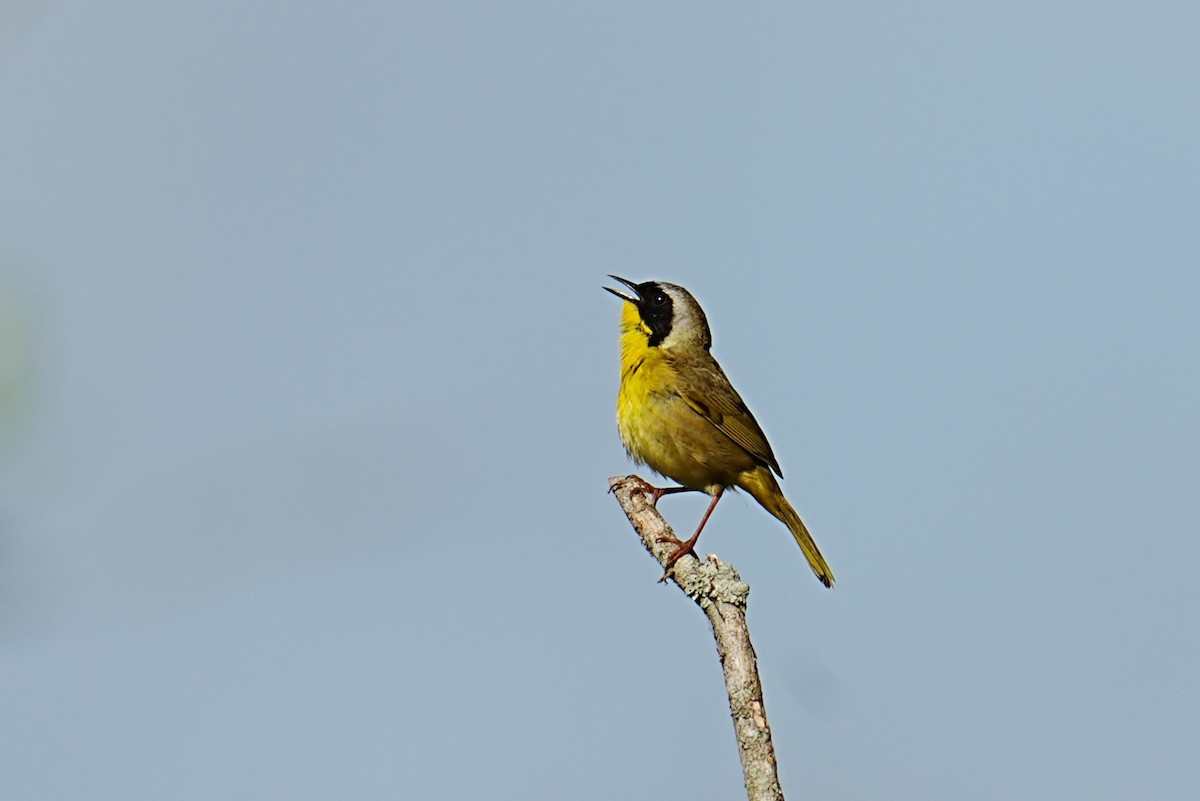 Common Yellowthroat - ML634938052