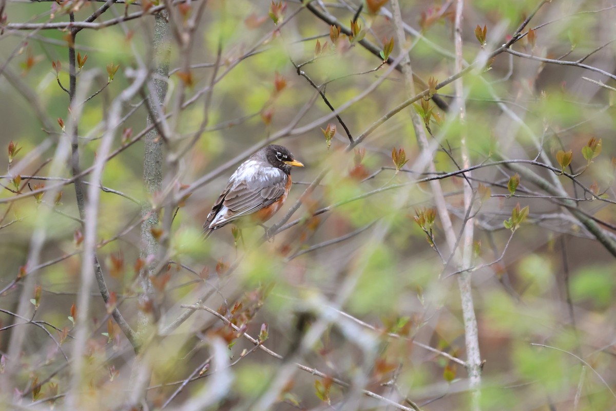 American Robin - ML634938053