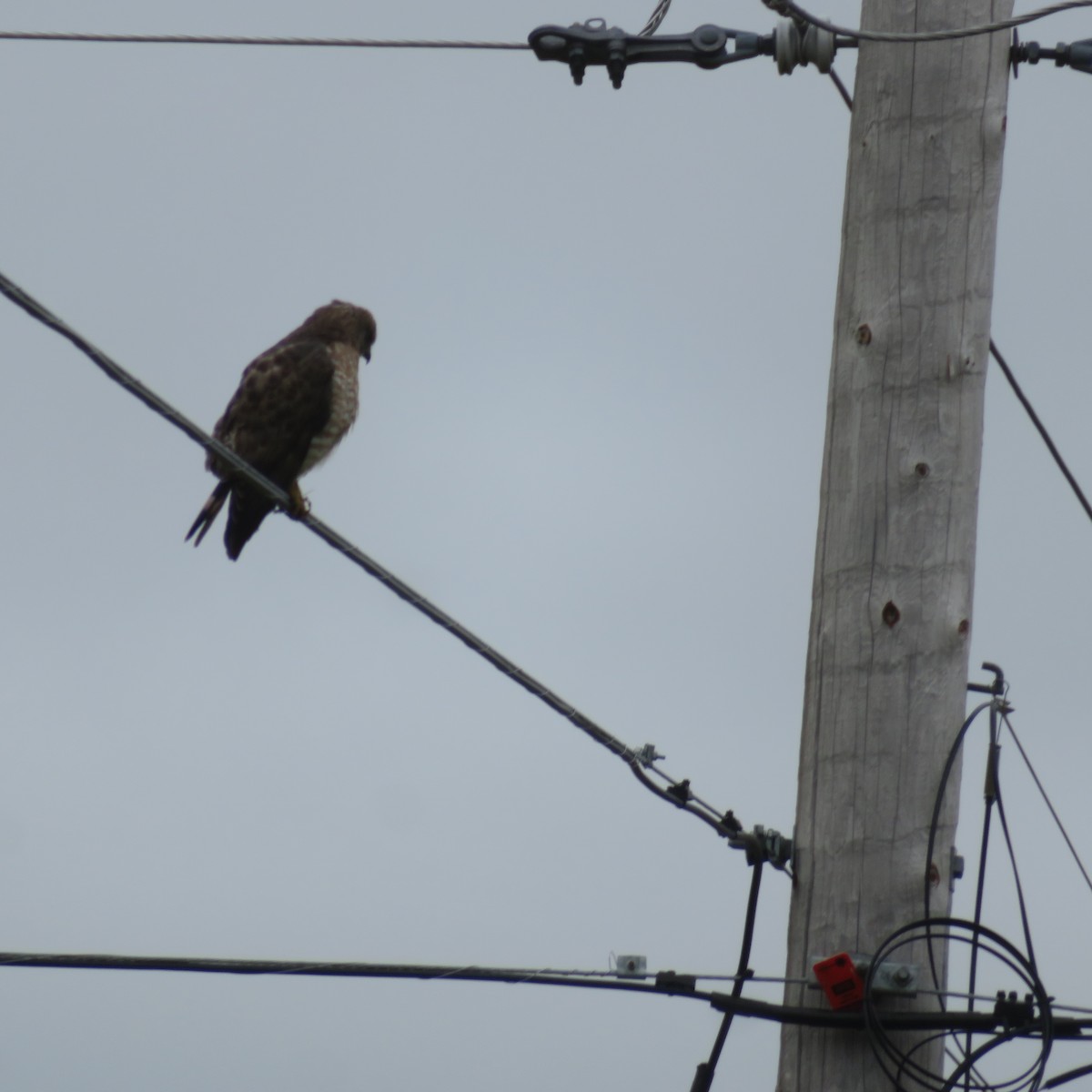 Broad-winged Hawk - ML634938062