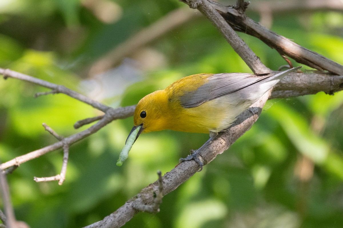 plommeparula - ML634938096