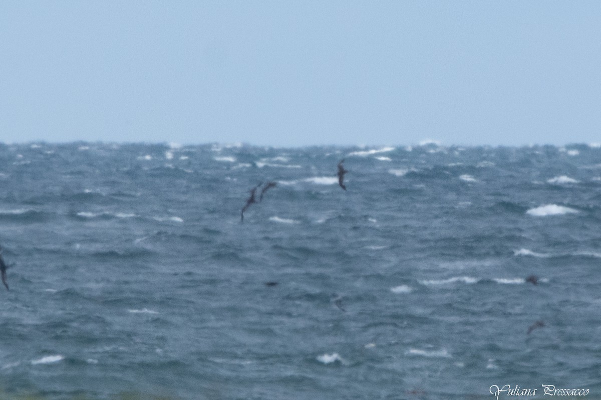 Berta dell'Atlantico - ML634938169