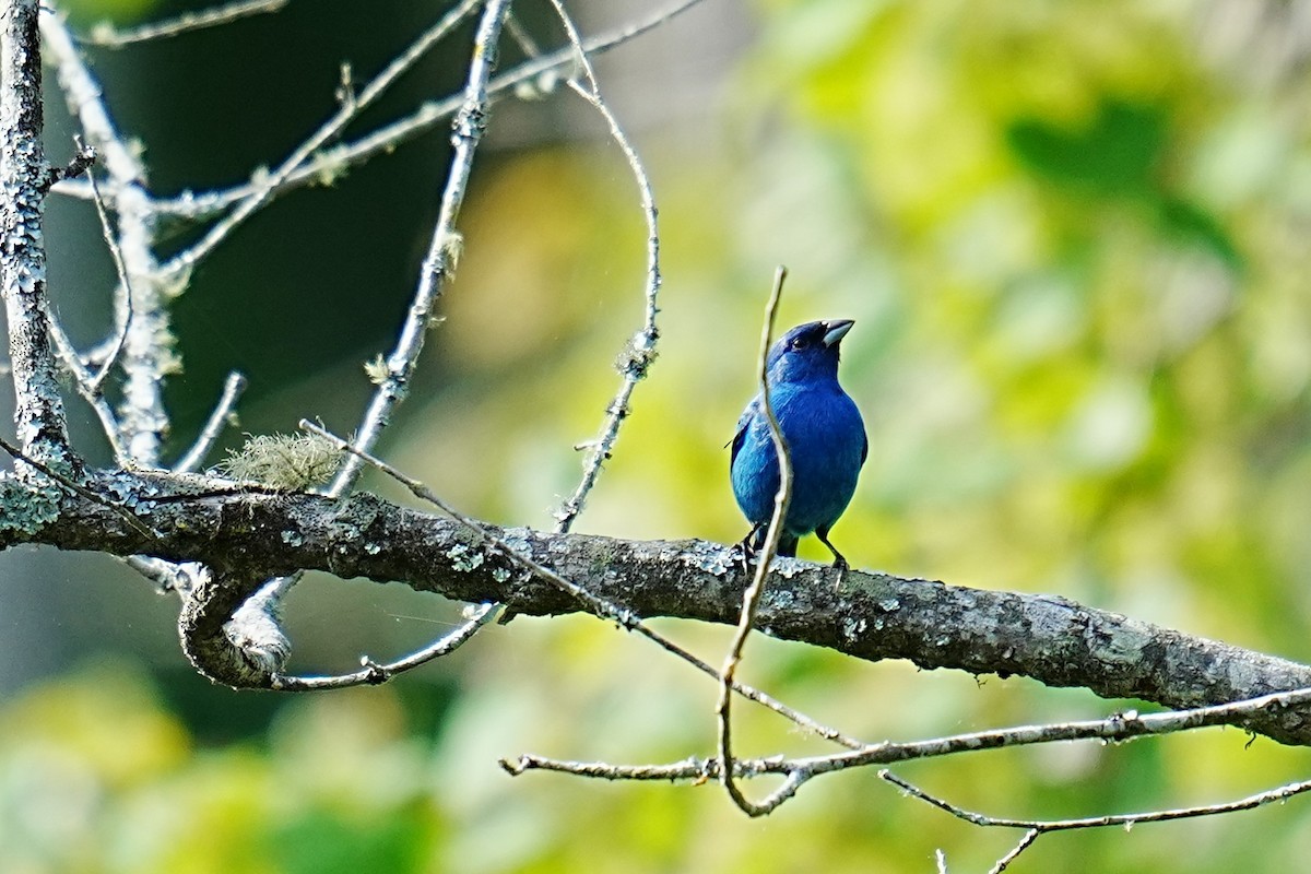 Indigo Bunting - ML634938179