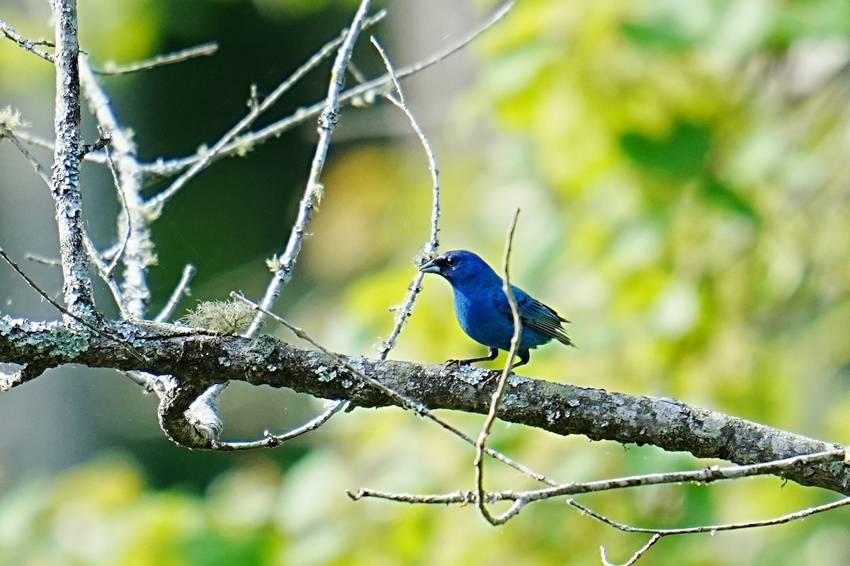 Indigo Bunting - ML634938181
