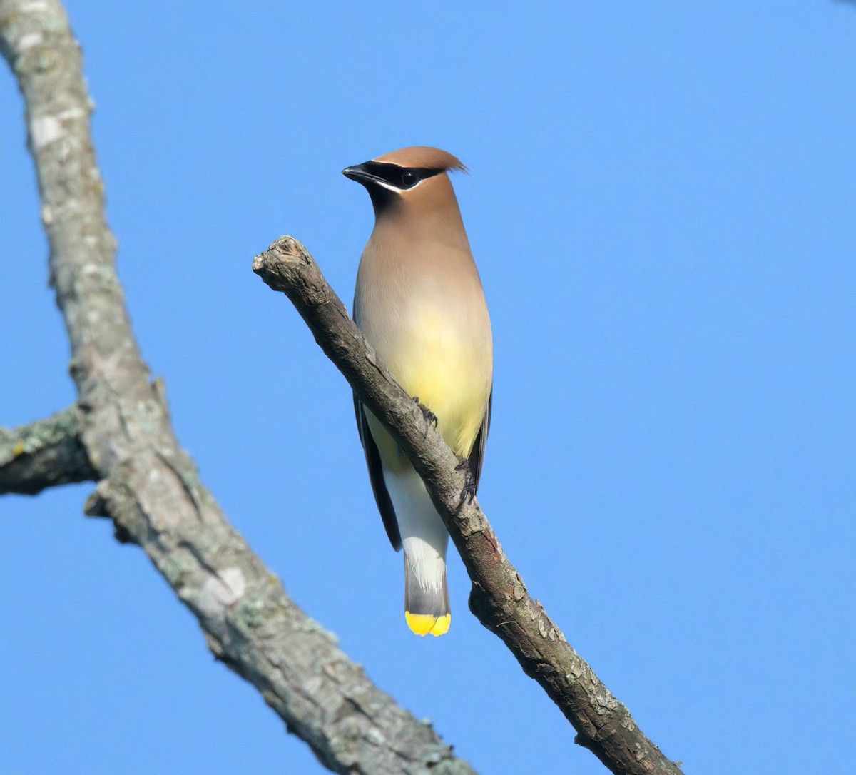 Cedar Waxwing - ML634938189