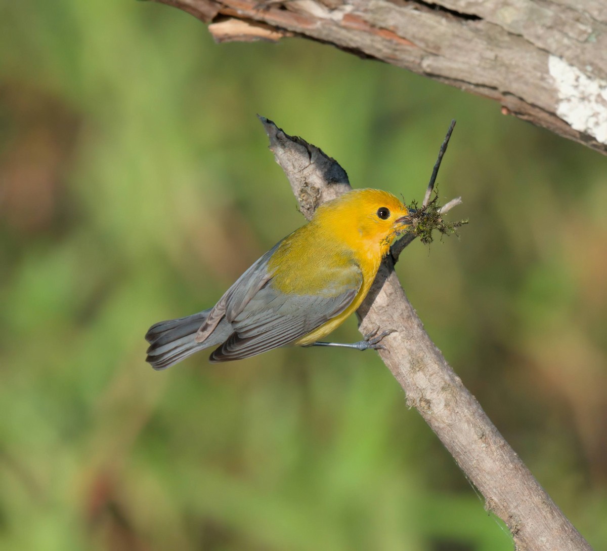 Prothonotary Warbler - ML634938195