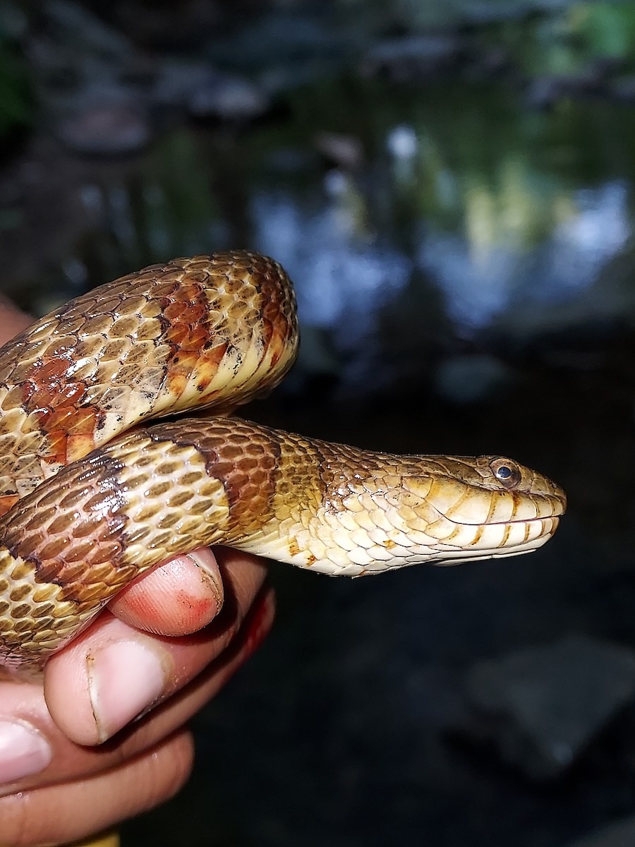 Northern Watersnake - ML634938413