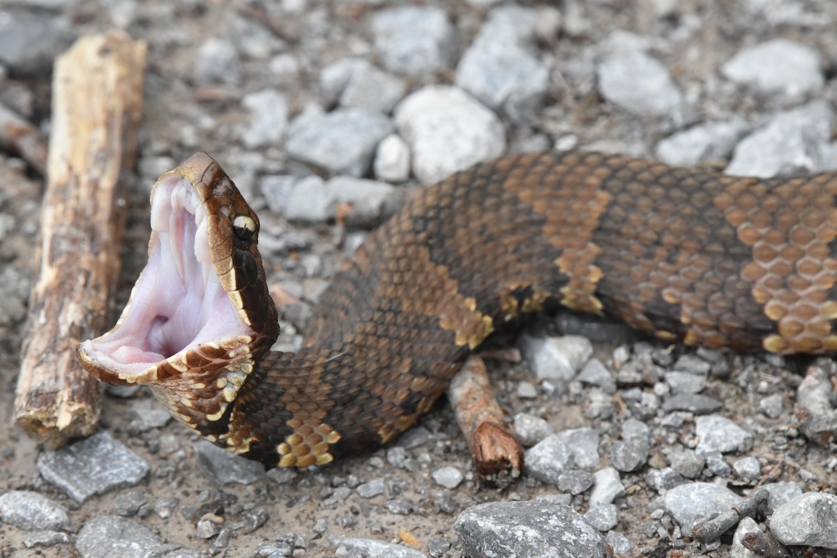 ヌママムシ - ML634938590