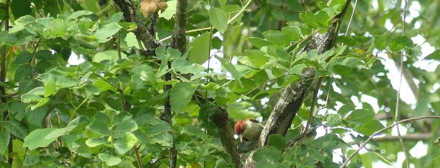 Scarlet-backed Woodpecker - ML634938620