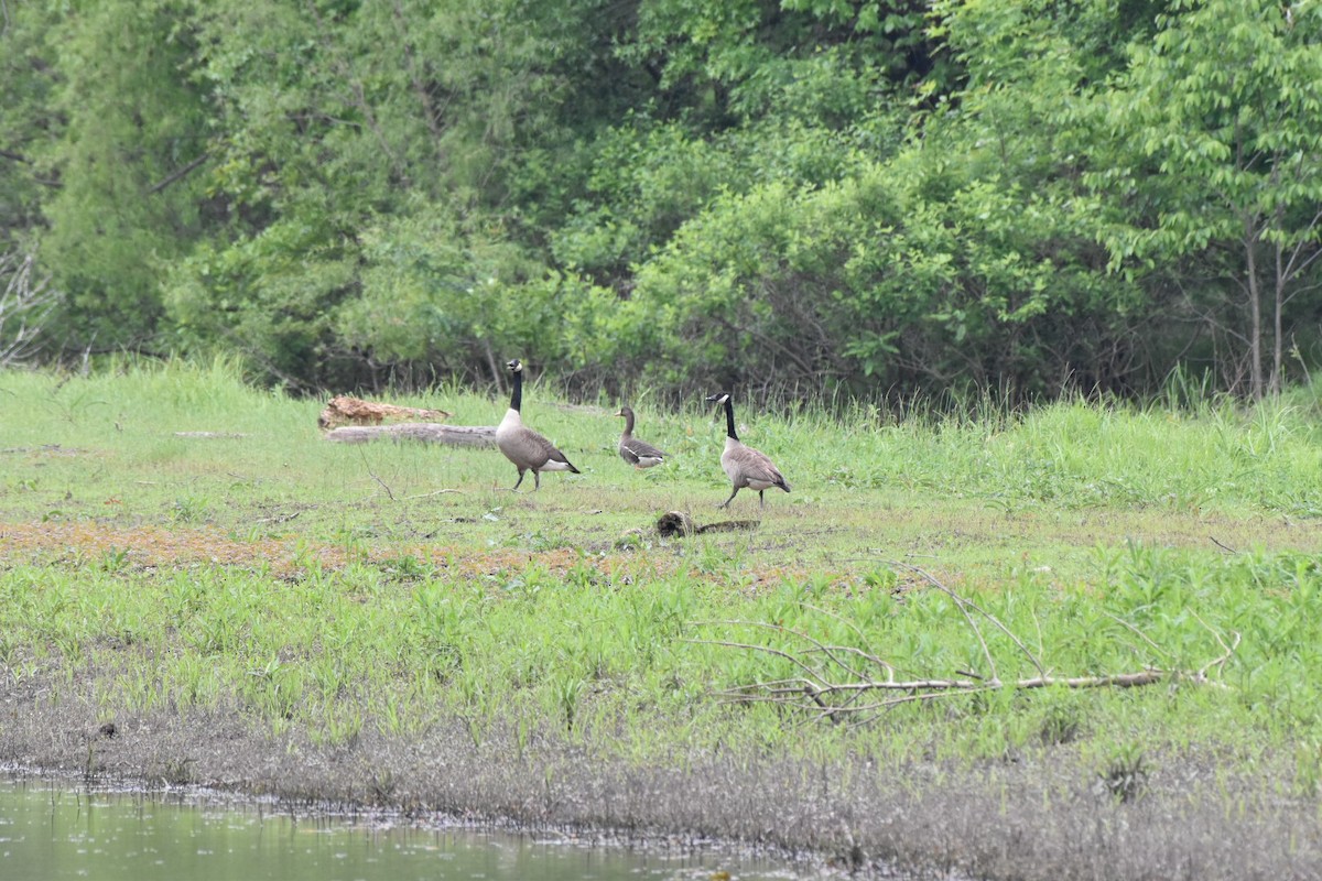 マガン - ML634938636