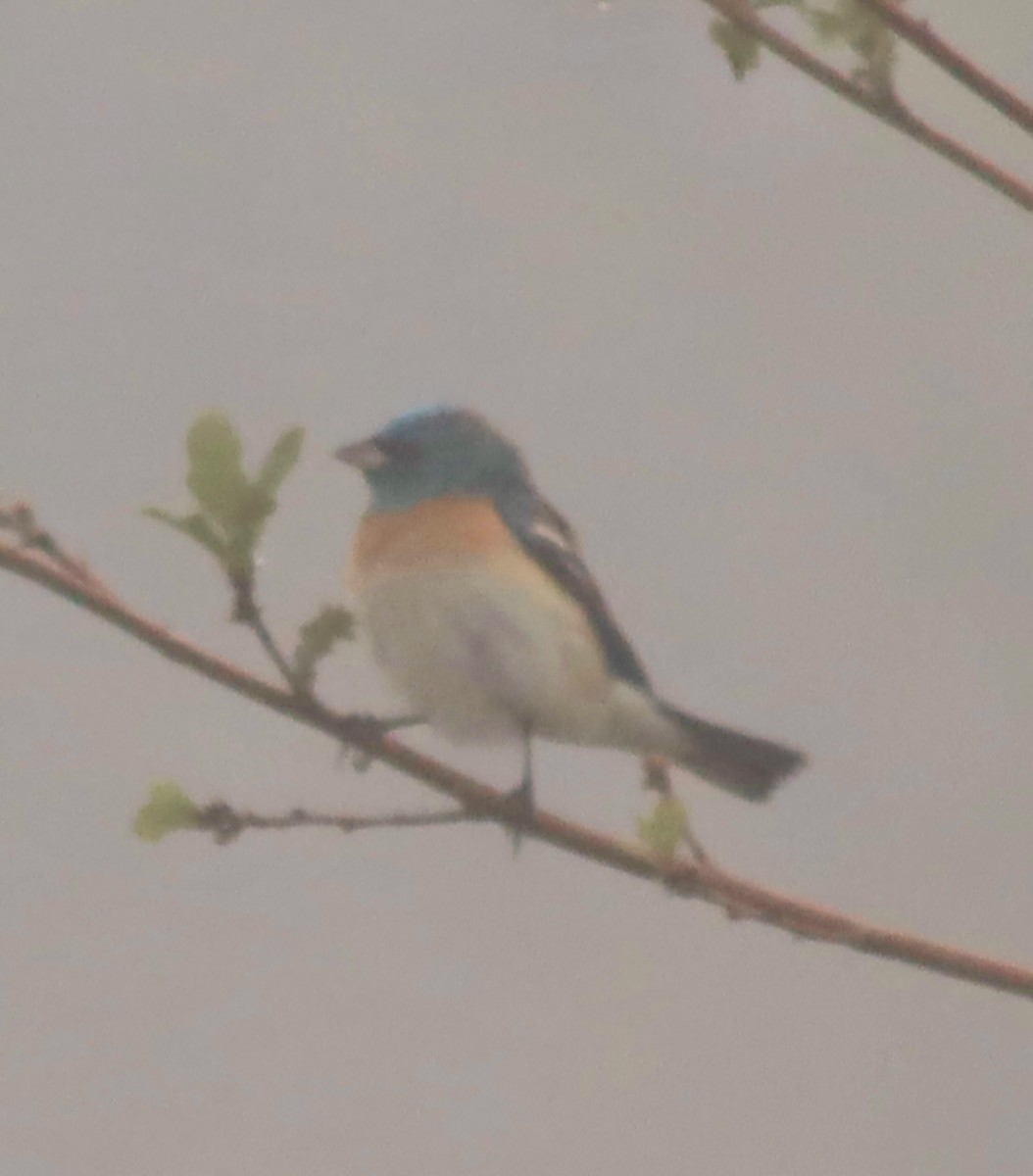 Lazuli Bunting - ML634938663