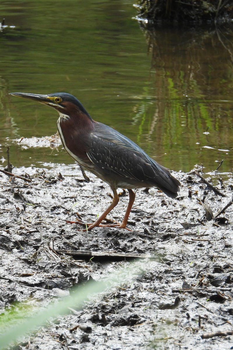 Green Heron - ML634938664