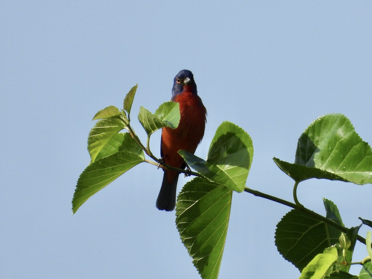 Painted Bunting - ML634938672