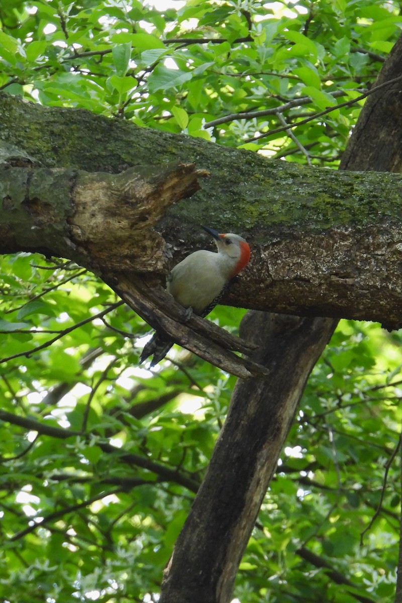 Red-bellied Woodpecker - ML634938680