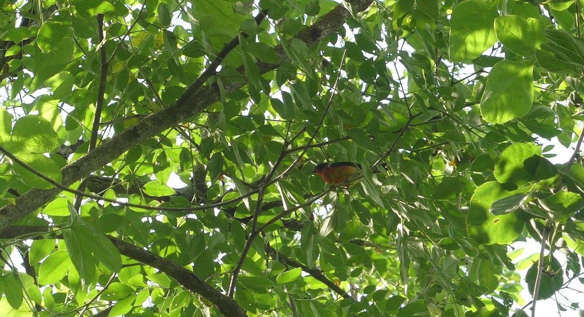 Crimson-breasted Finch - ML634938767